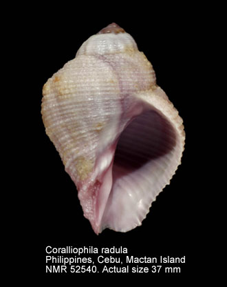 Coralliophila radula.jpg - Coralliophila radula(A.Adams,1855)